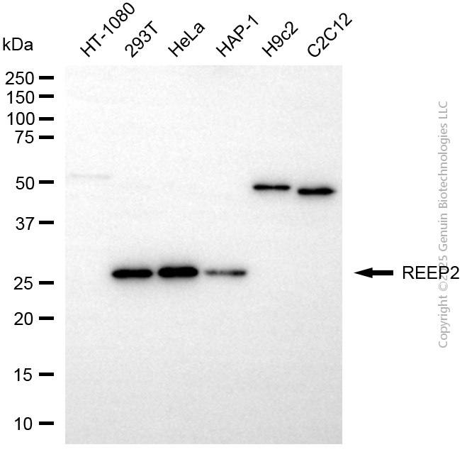REEP2 antibody