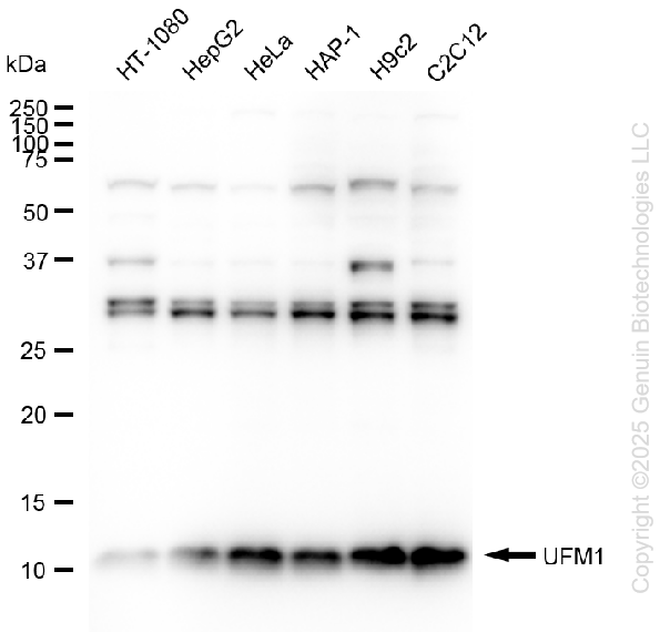 UFM1 antibody