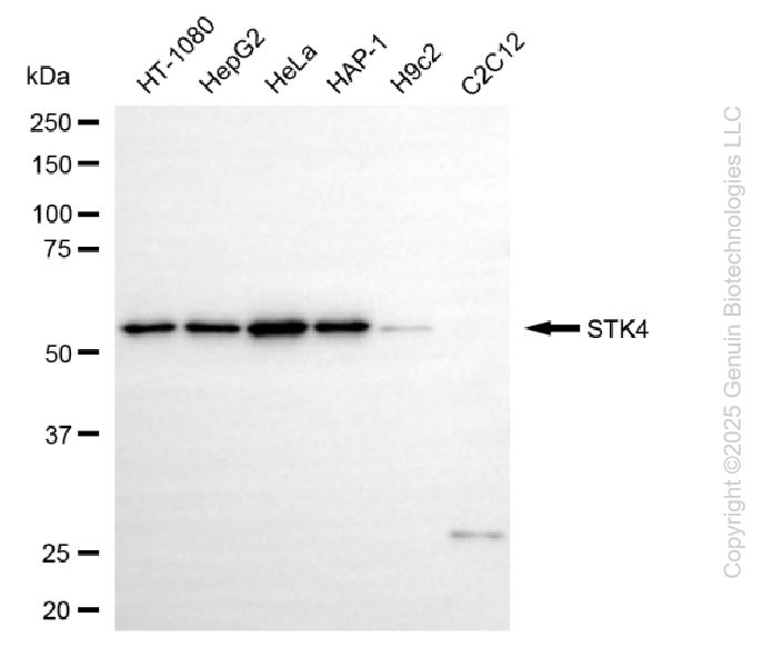 STK4 antibody