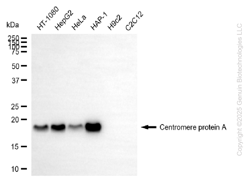 CENPA antibody