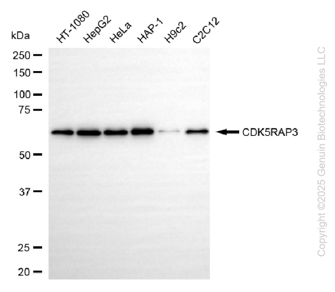 CDK5RAP3 antibody