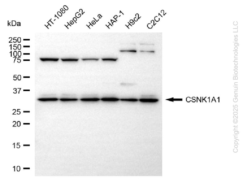 CSNK1A1 antibody