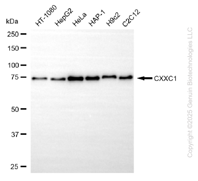 CXXC1 antibody