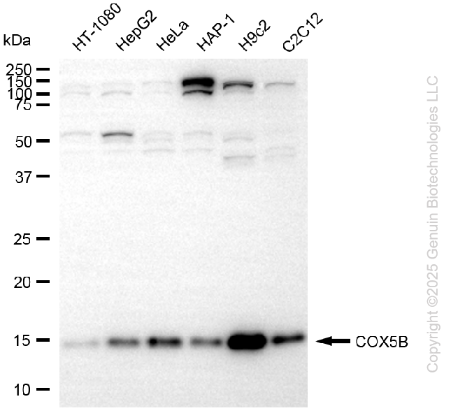 COX5B antibody