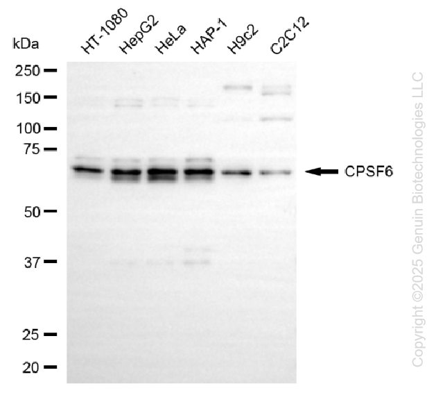CPSF6 antibody