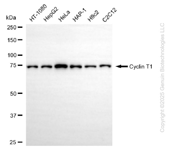 CCNT1 antibody