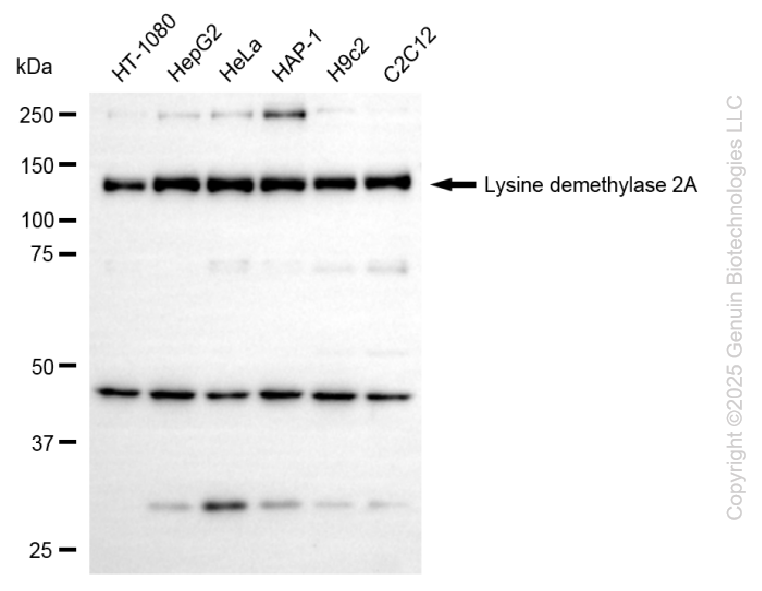 KDM2A antibody