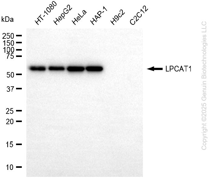 LPCAT1 antibody