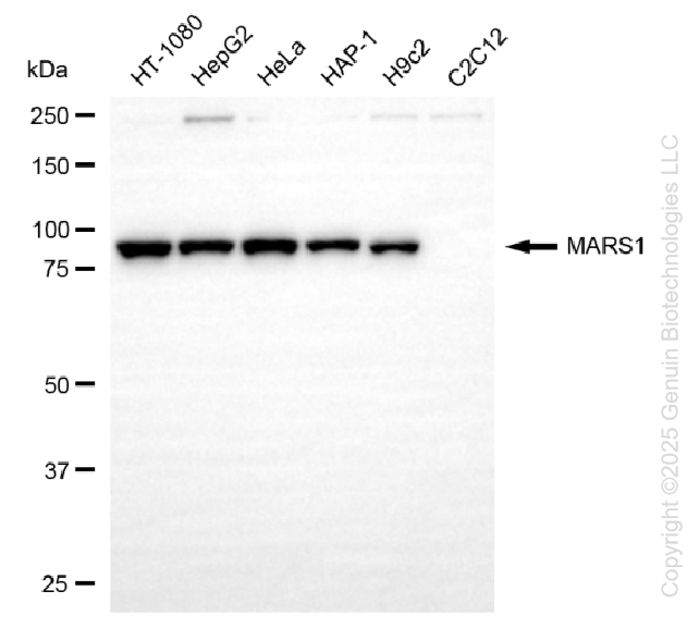 MARS1 antibody