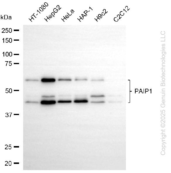 PAIP1 antibody