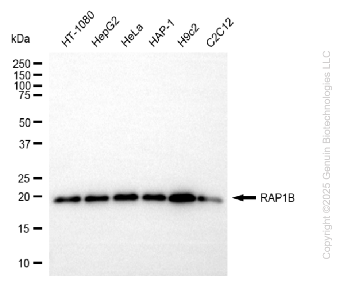 RAP1B antibody