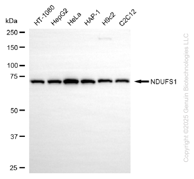 NDUFS1 antibody
