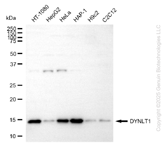 DYNLT1 antibody