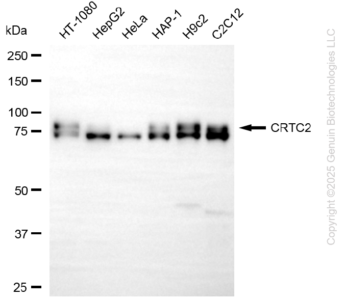 CRTC2 antibody