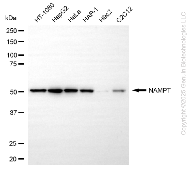 NAMPT antibody