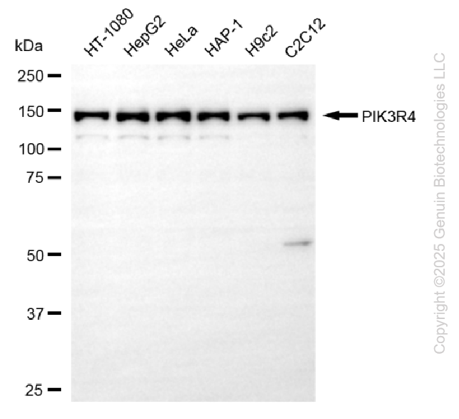 PIK3R4 antibody