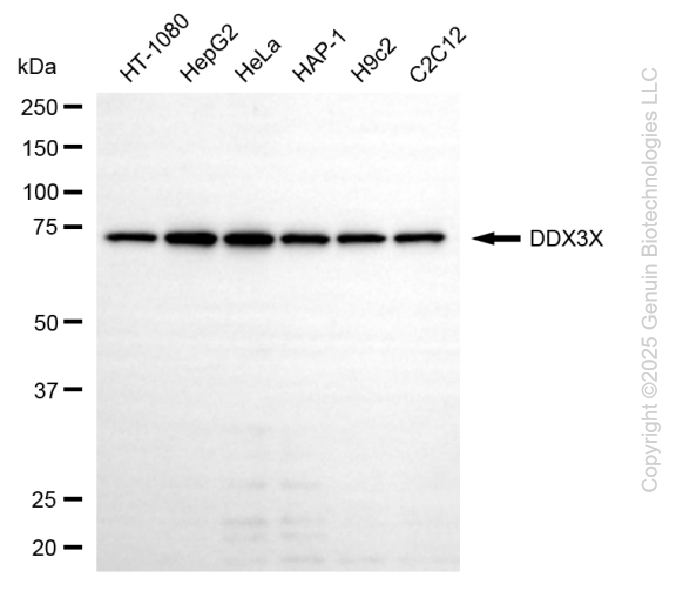 DDX3X antibody