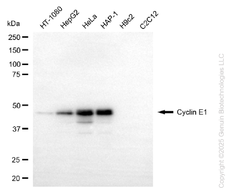 CCNE1 antibody