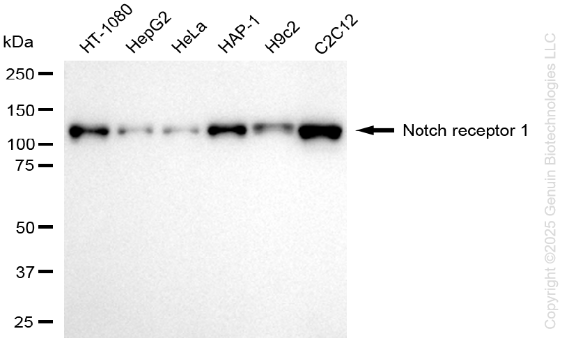 NOTCH1 antibody