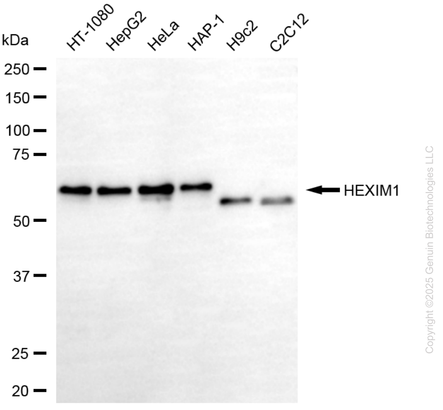 HEXIM1 antibody
