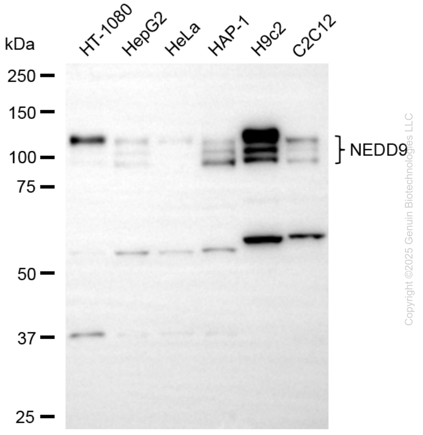 NEDD9 antibody