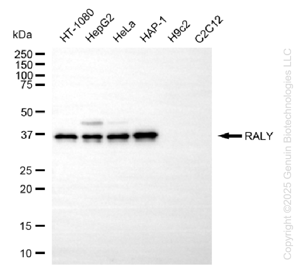 RALY antibody
