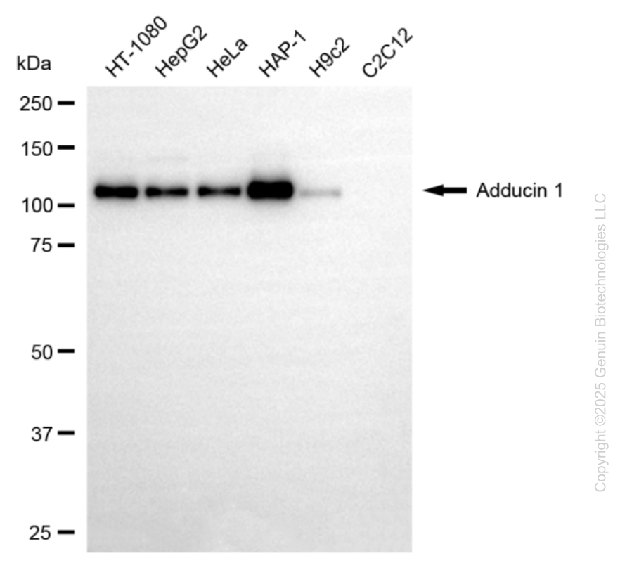 ADD1 antibody