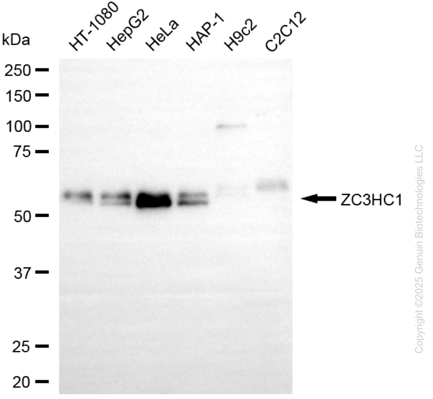 ZC3HC1 antibody