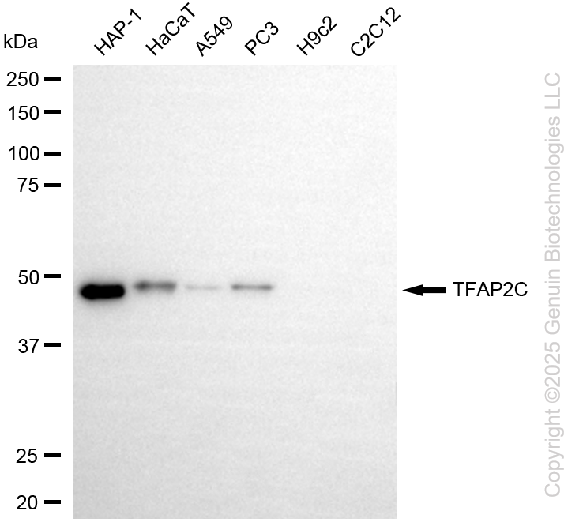 TFAP2C antibody
