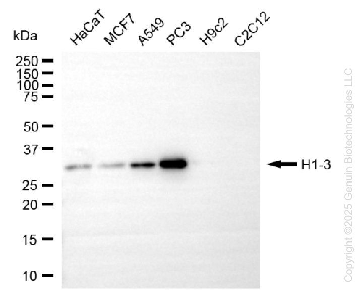 H1-3 antibody