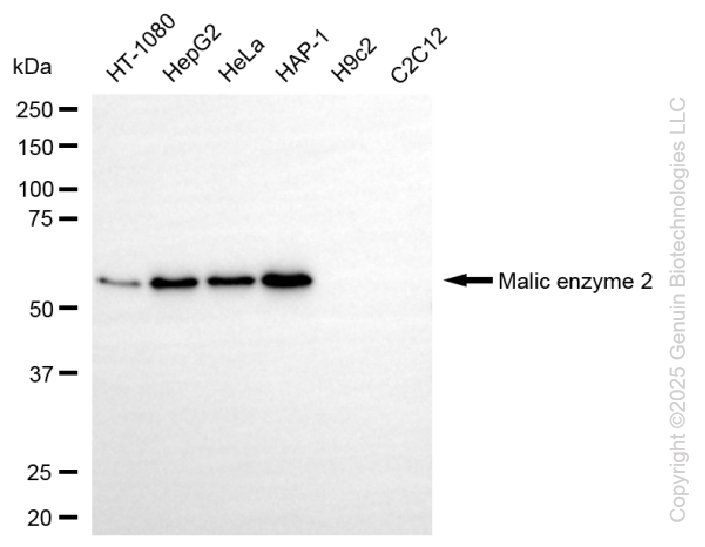 ME2 antibody
