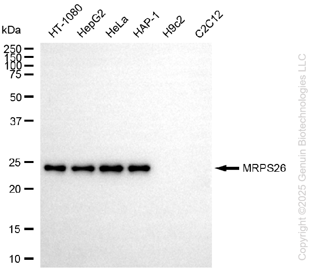 MRPS26 antibody