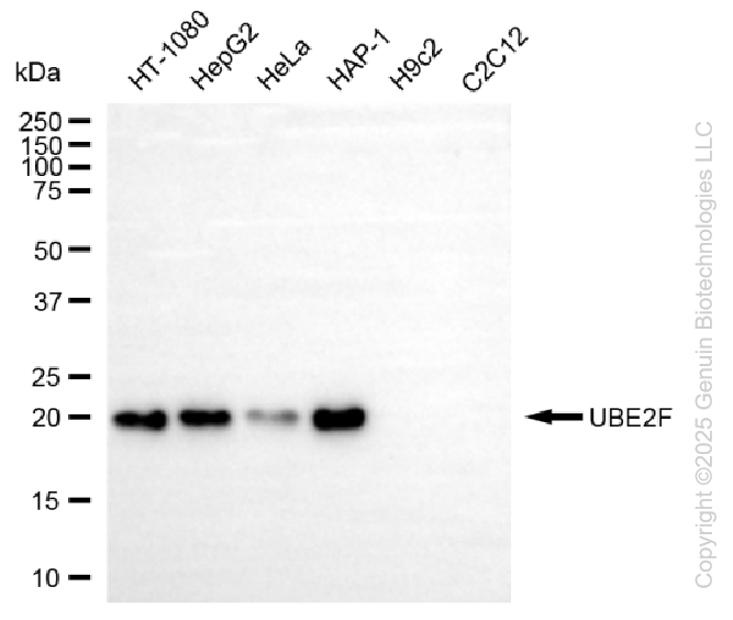 UBE2F antibody