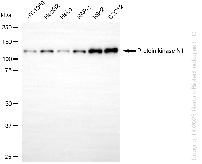 PKN1 antibody