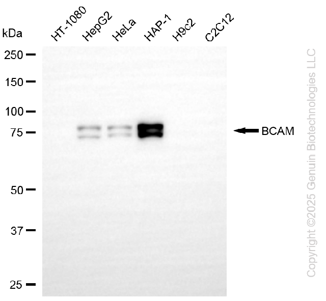 BCAM antibody