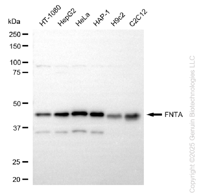 FNTA antibody