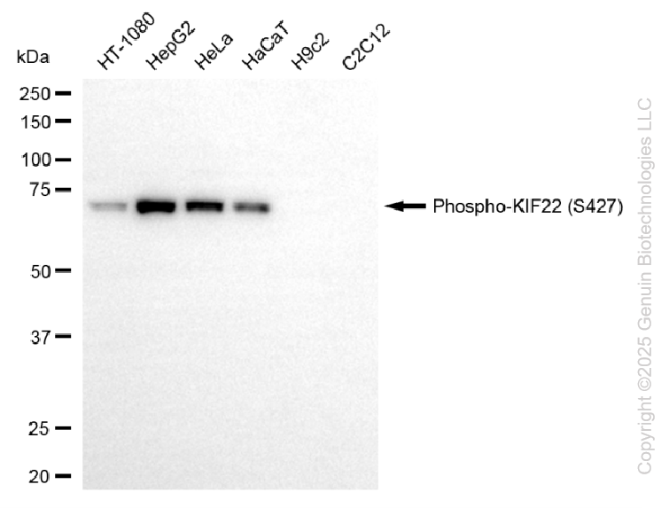 KIF22 antibody