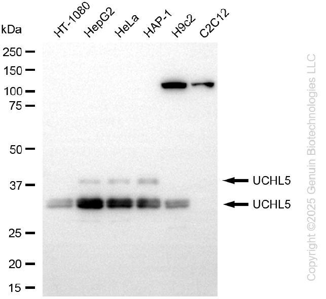 UCHL5 antibody