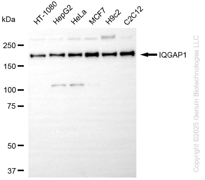IQGAP1 antibody
