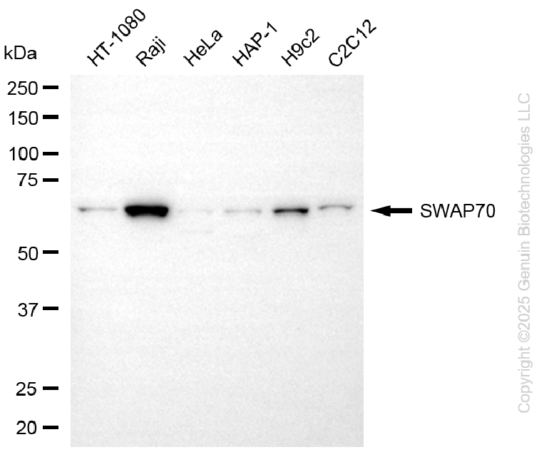 SWAP70 antibody