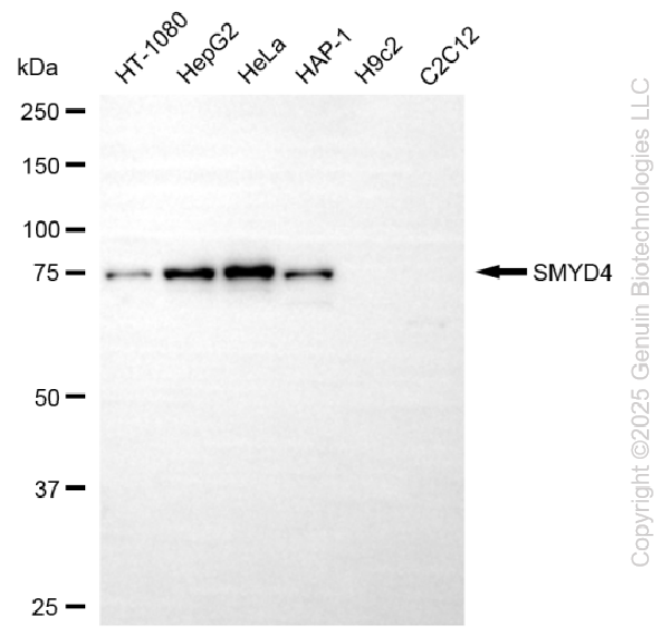 SMYD4 antibody