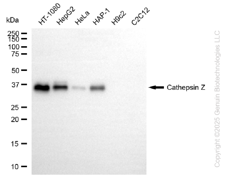 CTSZ antibody