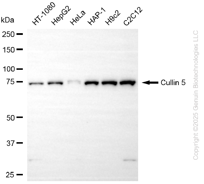 CUL5 antibody