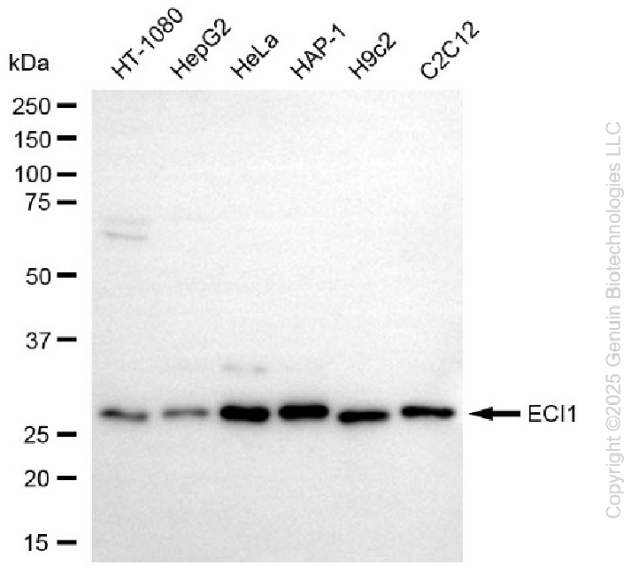 ECI1 antibody