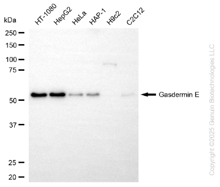 GSDME antibody