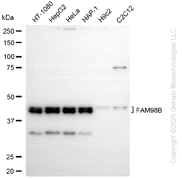 FAM98B antibody