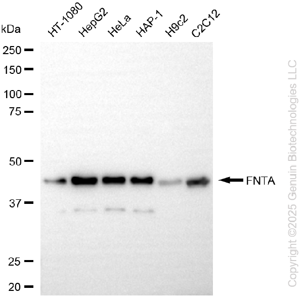 FNTA antibody