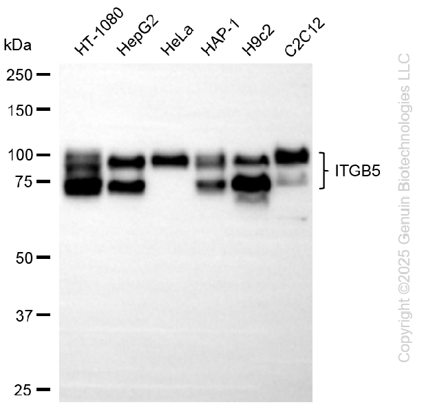 ITGB5 antibody