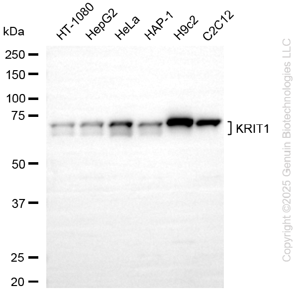 KRIT1 antibody