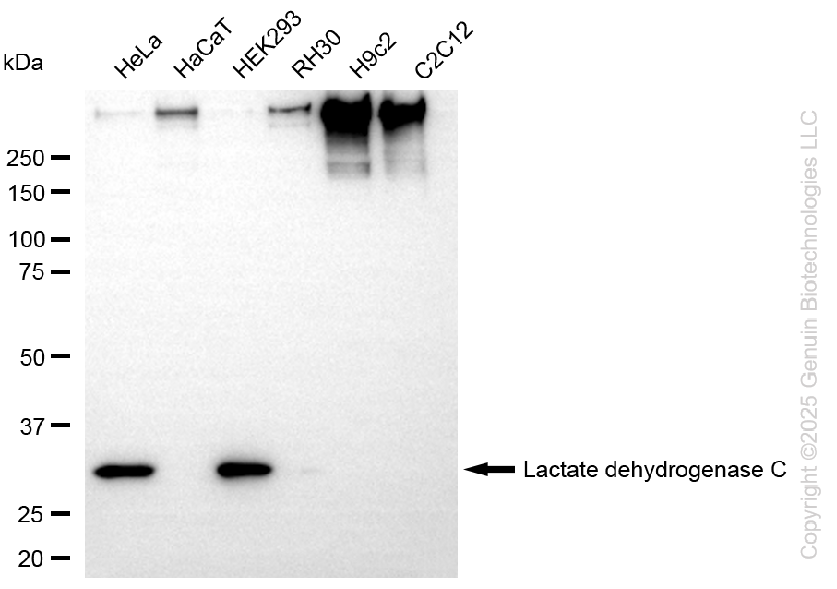 LDHC antibody
